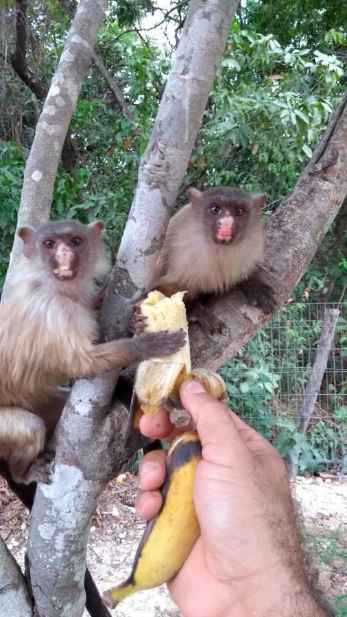 קויאבה Chacara Pousada Sagui מראה חיצוני תמונה